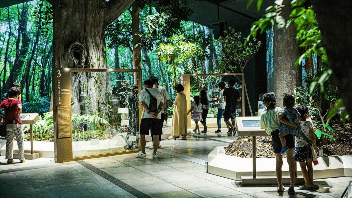 Discovering Amami – A UNESCO World Heritage Natural Wonder