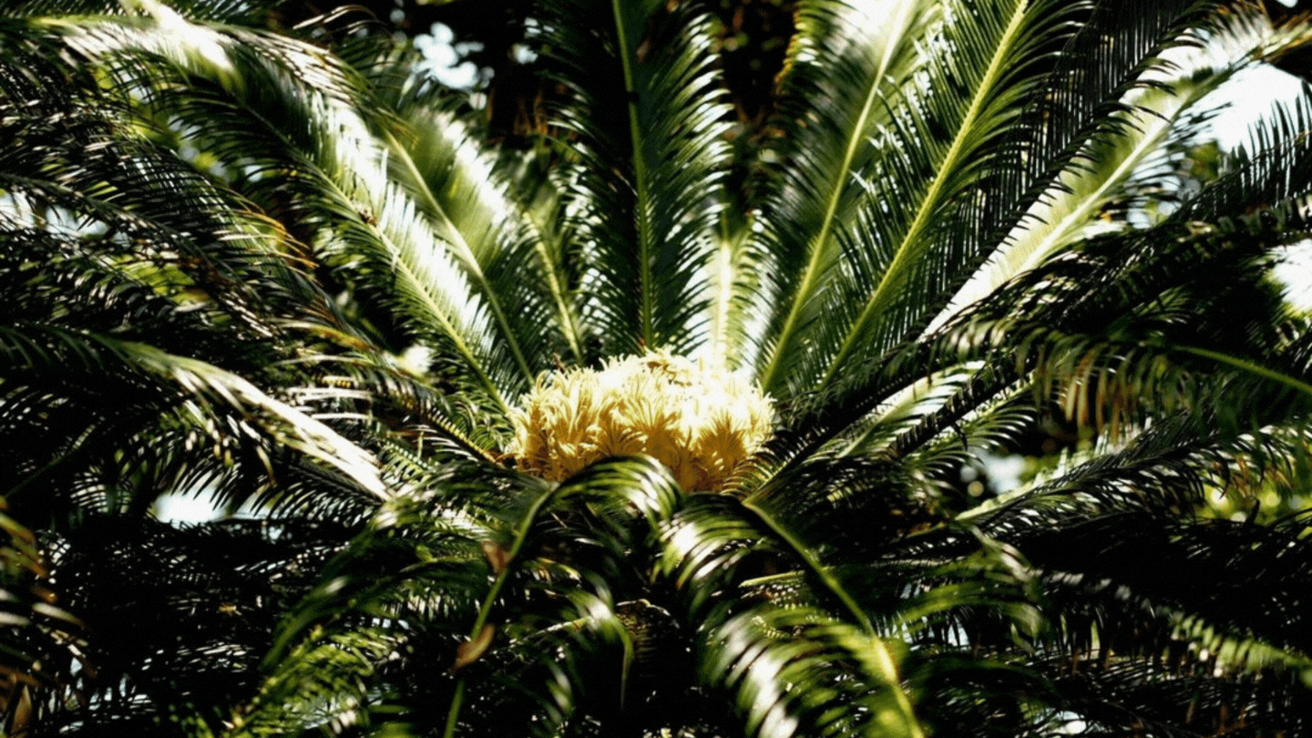 An Ode to History: The Tale of ‘Amanari’