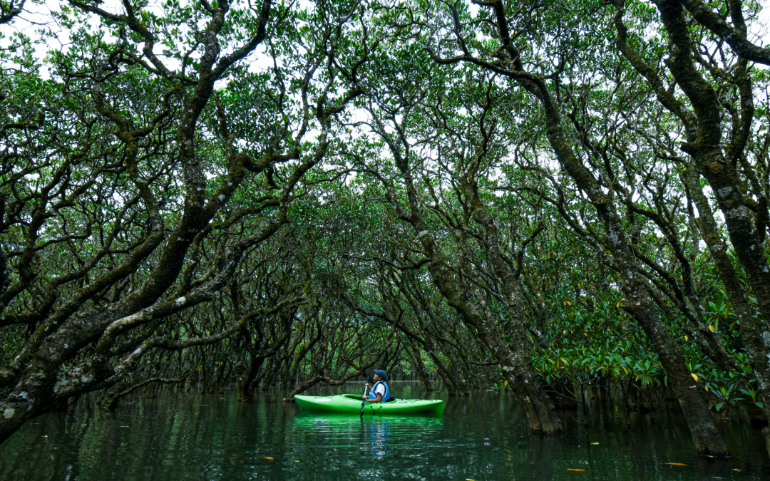 Ultimate Family-Friendly Travel Guide to Amami Oshima