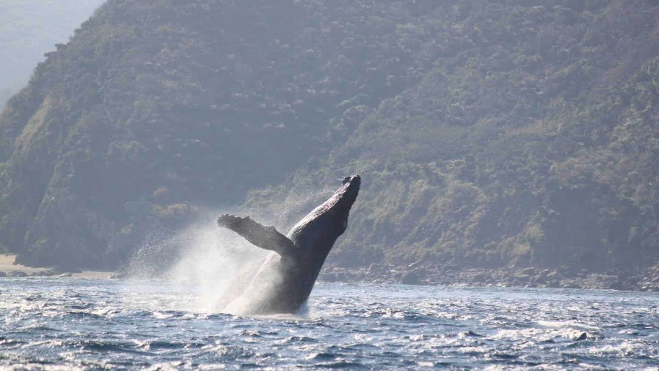Ultimate Winter Guide to Whale Watching Tours in Amami Oshima