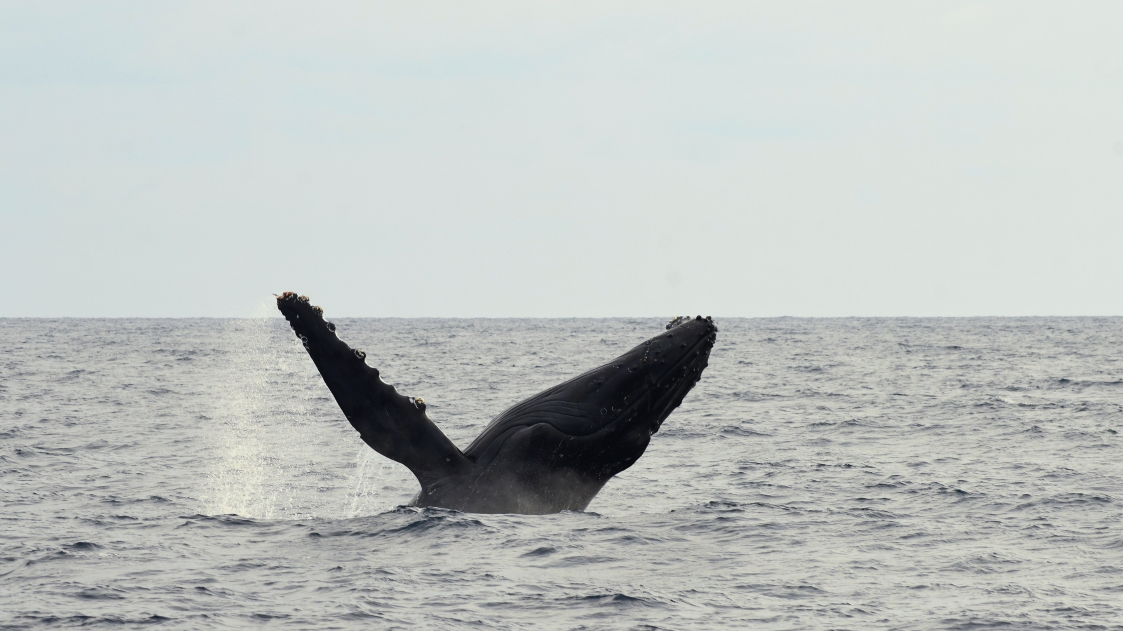 奄美大島のホエールウォッチング：世界の海を悠々と巡る偉大な生き物を間近に体験しよう