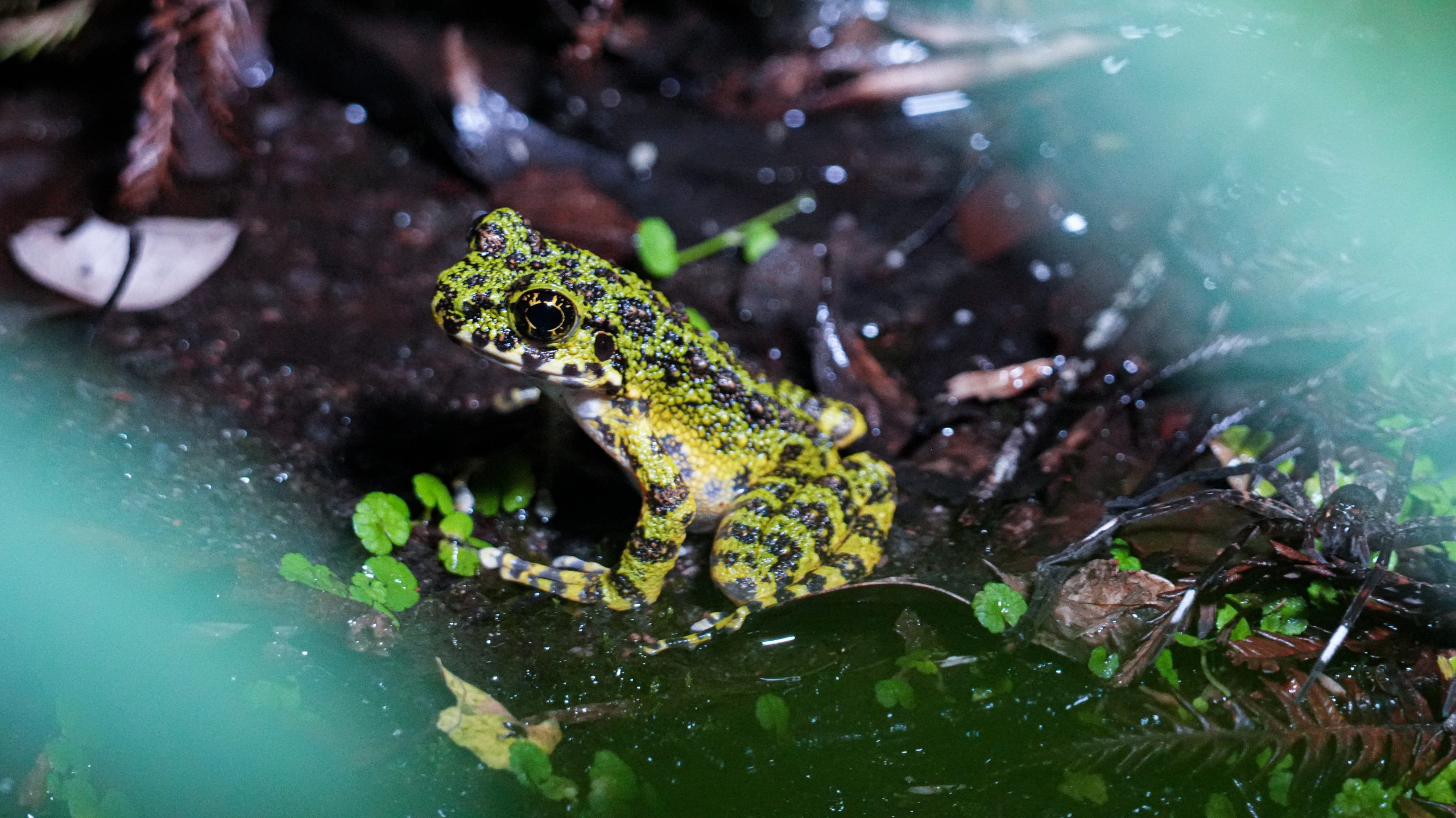 奄美大島 ナイトツアー