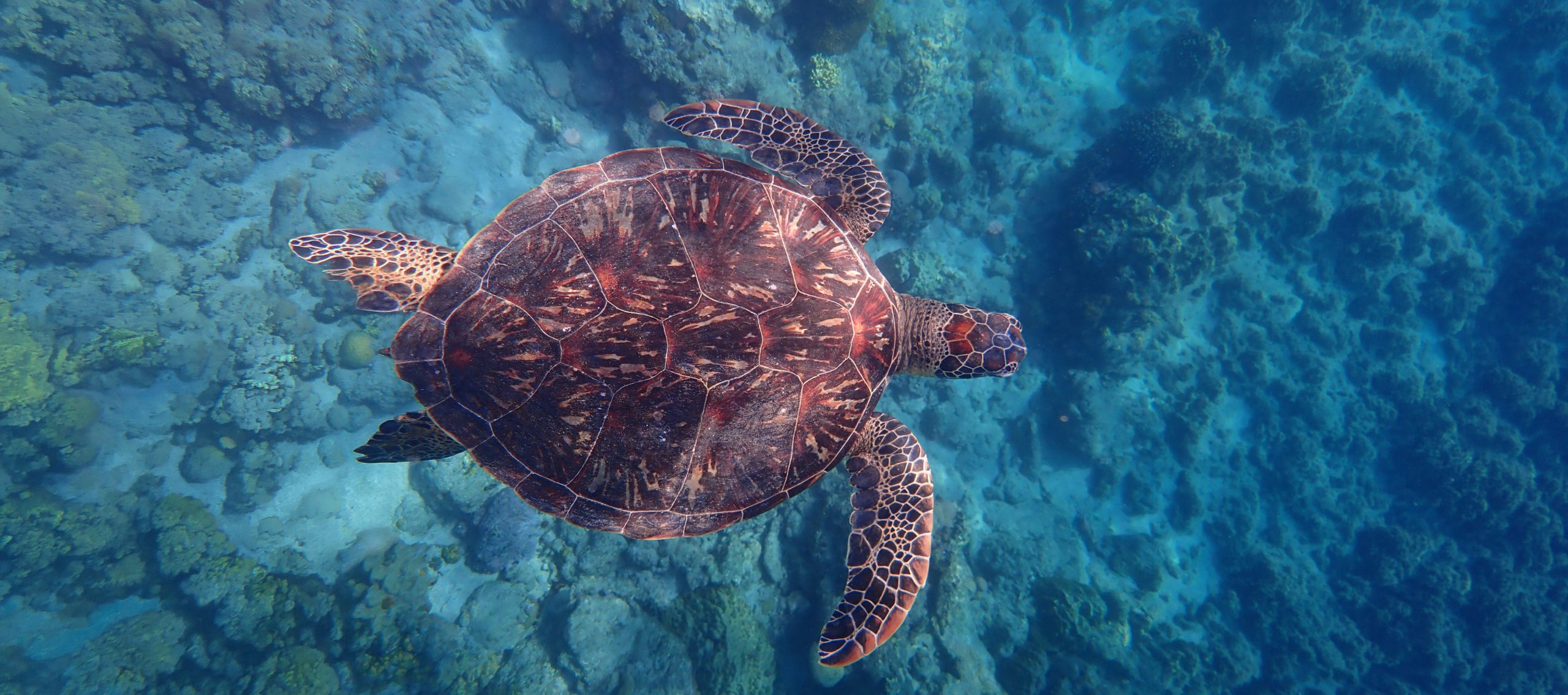 奄美大島 ウミガメシュノーケリング