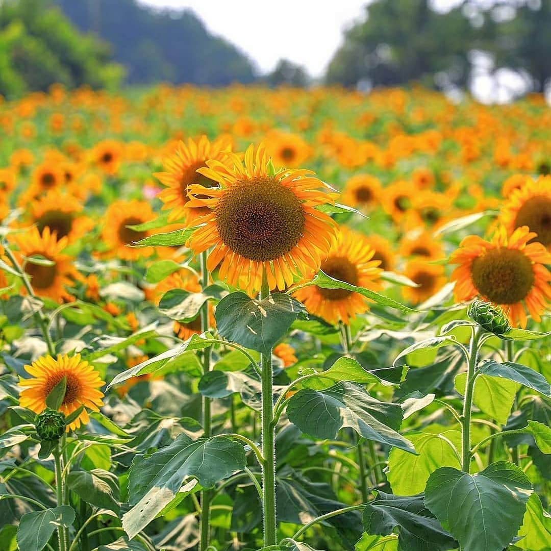 Best Summertime Attractions in Kyoto