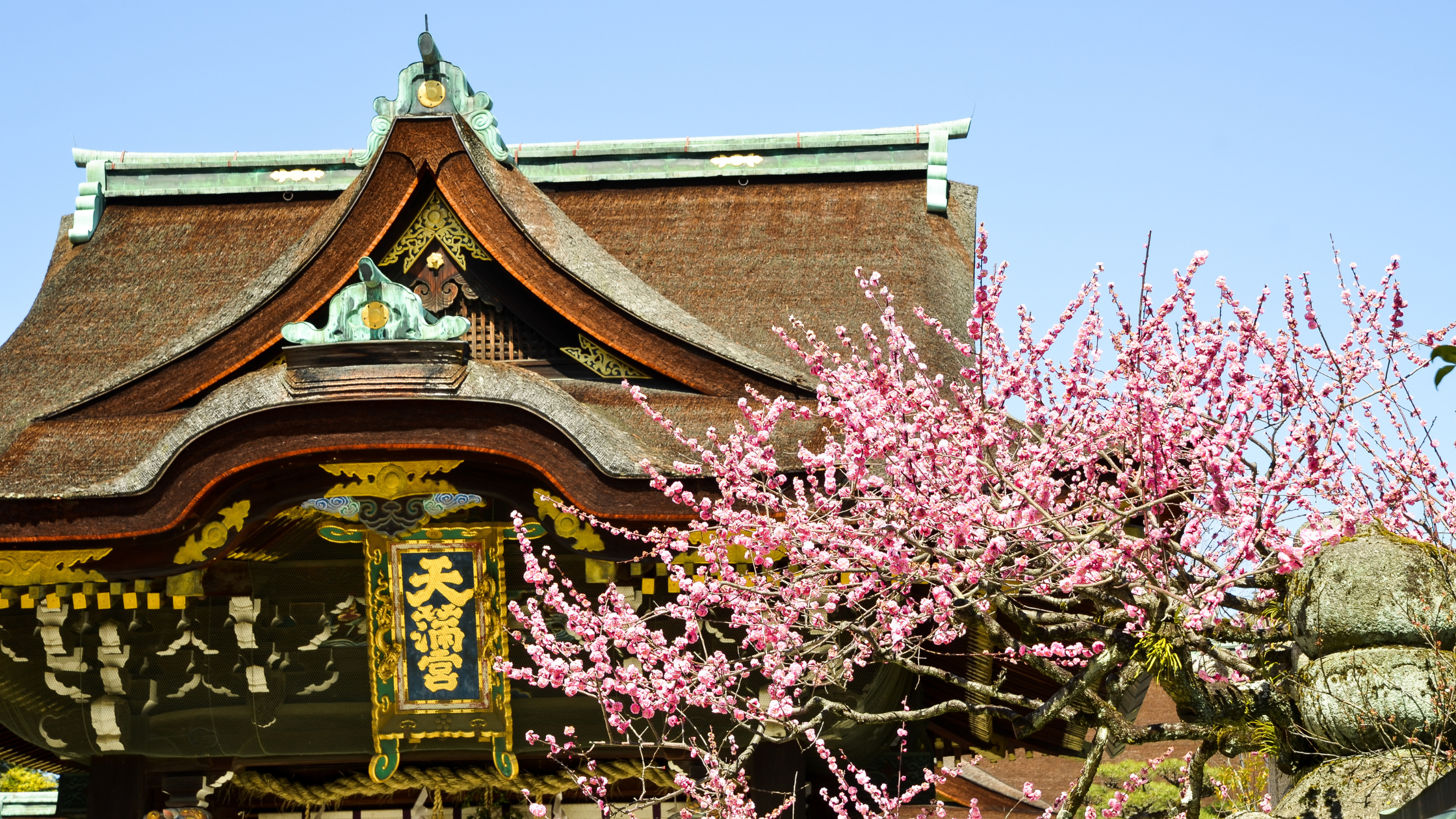 Embrace Kyoto’s Winter Elegance with Plum Blossoms