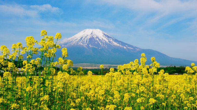 Your Ultimate Niseko Adventure Awaits – Must-Try Activities for an Unforgettable Summer