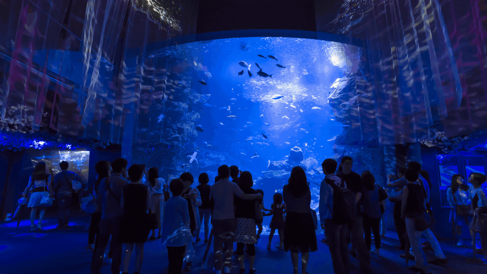 Indoor Fun in Kyoto During Rainy Days: From Aquarium to Tea Ceremonies