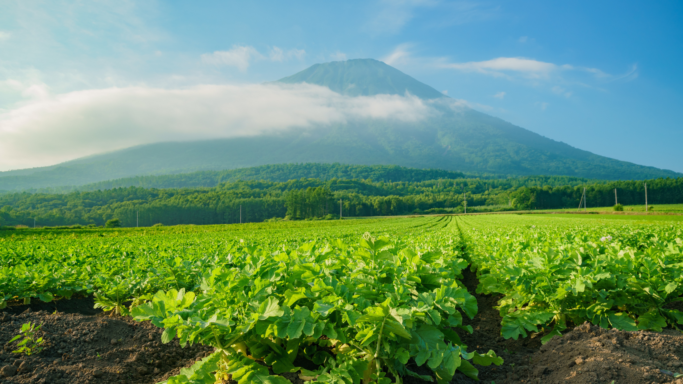 Escape the Heat: Why Niseko Is the Perfect Summer Getaway