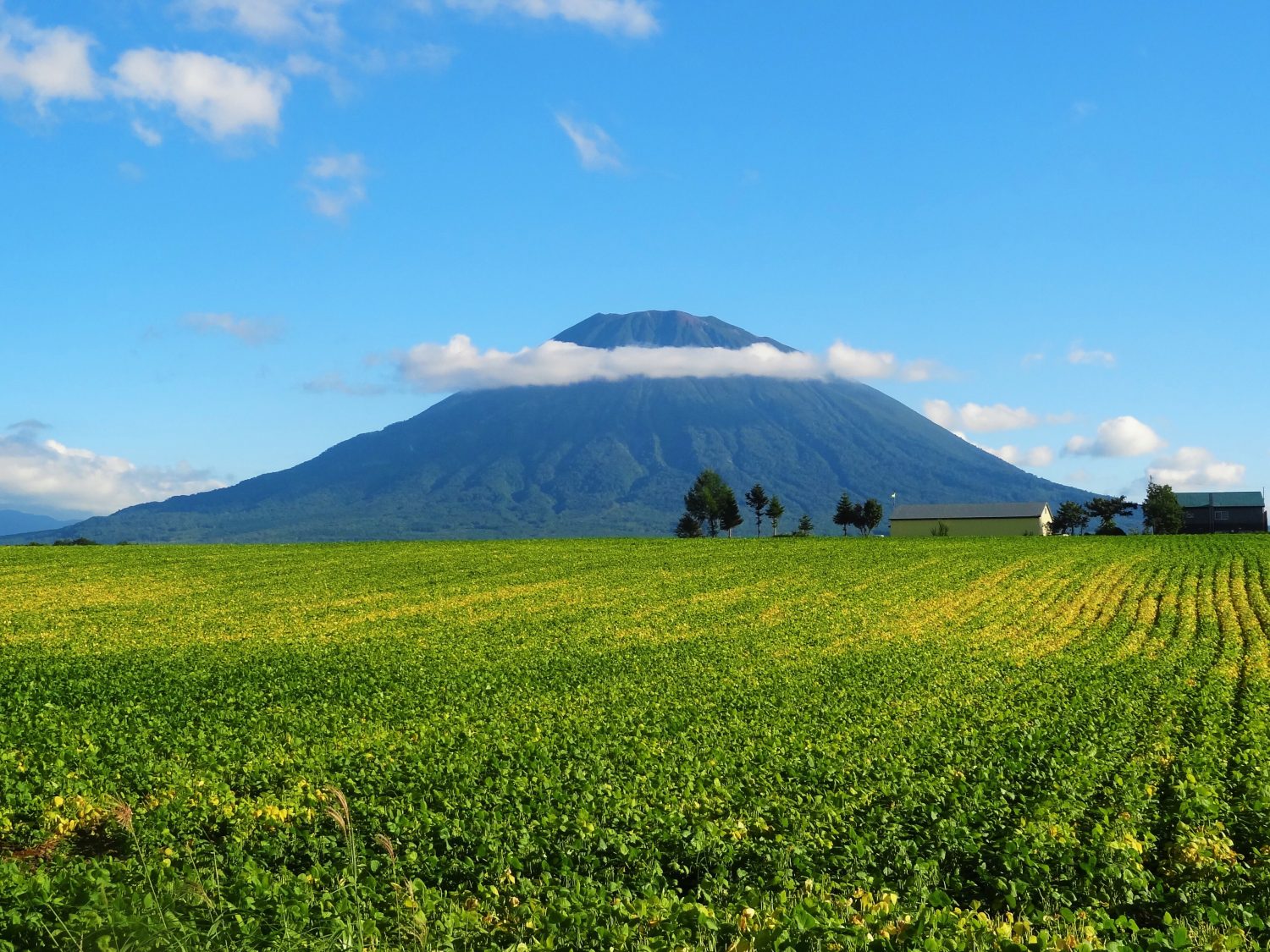 Niseko Summer 2026: Digital Detox, Nature Activities & Family Guide
